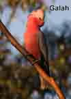 Galah