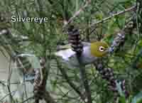 Silvereye